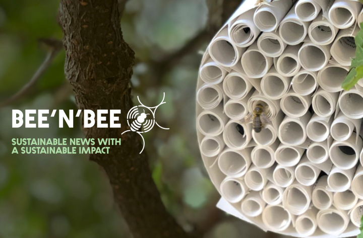 Bee&rsquo;n&rsquo;Bee
