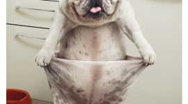 Jardiland – Chiens