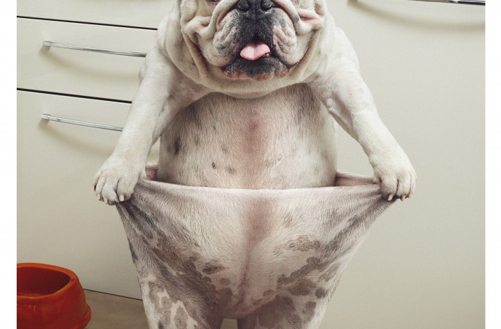 Jardiland – Chiens