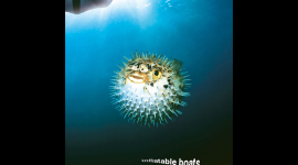 Affiche HONWAVE pour HONDA MARINE
