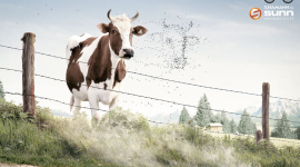 Cow