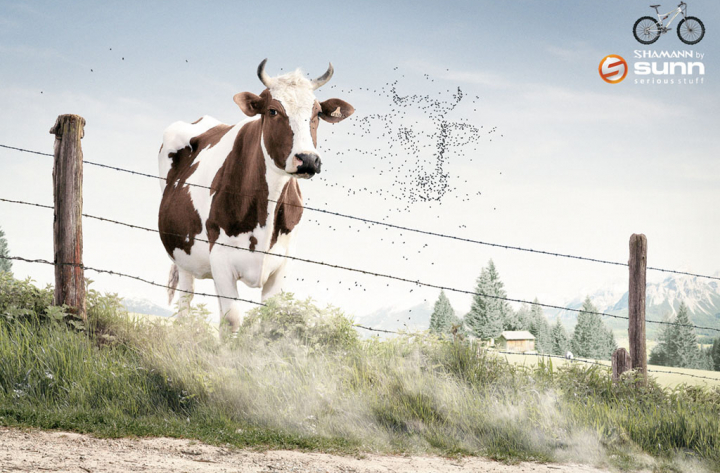 Cow
