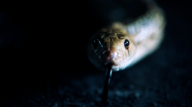 508 SW The Snake