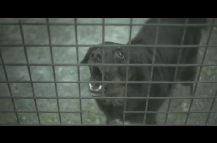 Campagne film – Sound of Nature