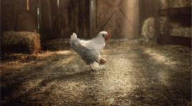 Campagne film – KFC FC