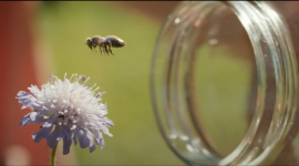 Campagne TV & Digitale – L&rsquo; Abeille Assurance prend son envol