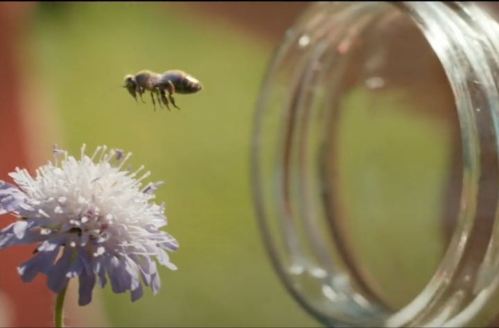Campagne TV & Digitale – L&rsquo; Abeille Assurance prend son envol