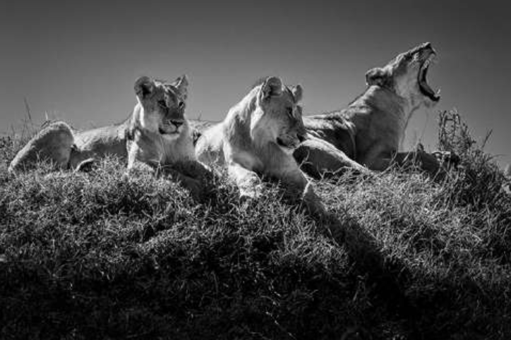 Peugeot x YellowKorner : Capturing Allure