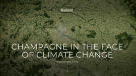 Site Web – Ruinart – Impact Climatique