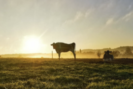 Soignon et Grand Fermage renouvellent leur confiance à Castor & Pollux 