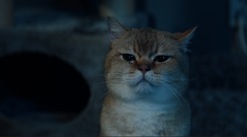 Désolé les chats.