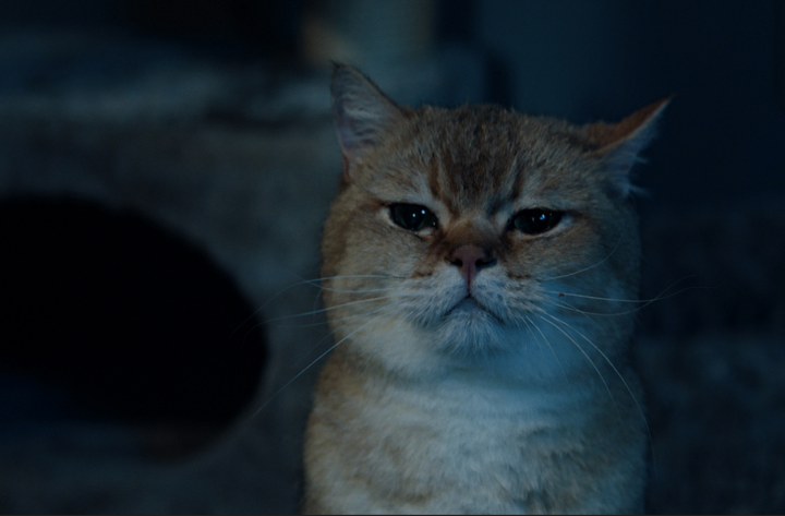 Désolé les chats.