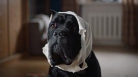 Campagne film – Ohmydog
