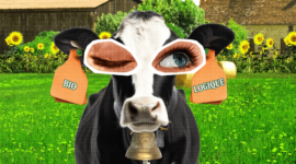 Les produits laitiers bio, c’est bio… logique !