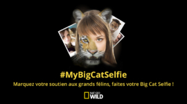 #MyBigCatSelfie pour sauver les félins – Opération digitale