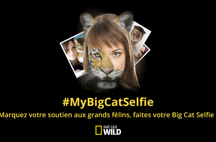 #MyBigCatSelfie pour sauver les félins – Opération digitale