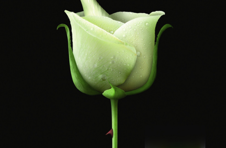 La Rose