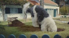 Doug the dog