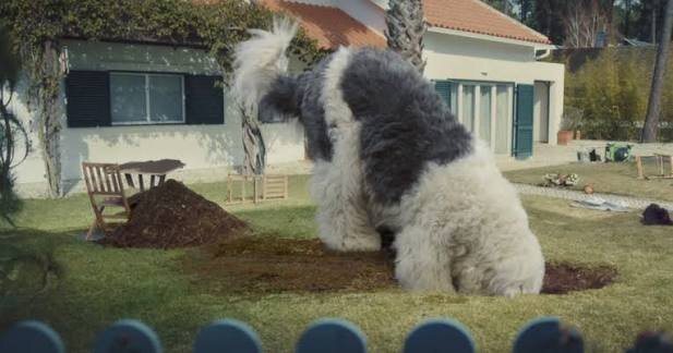 Doug the dog