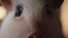 AVEC BUZZMAN ET LA VIE™, TOUT EST BON SANS LE COCHON