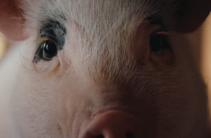 AVEC BUZZMAN ET LA VIE™, TOUT EST BON SANS LE COCHON