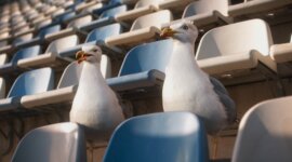 Les Oiseaux