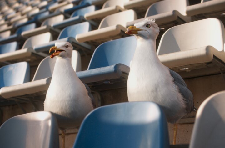 Les Oiseaux