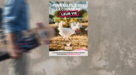 POP FOR YOU LANCE ROULE MA POULE