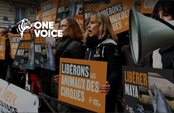 One Voice Branding